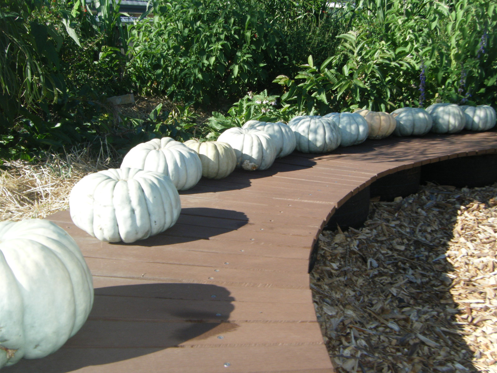 Rows of harvested pumpkins